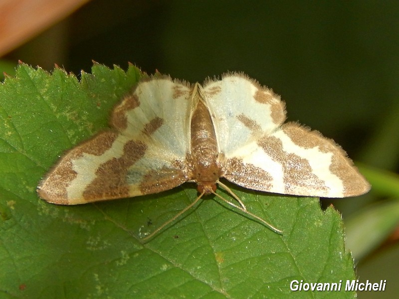 Parco del Ticino: incontri del 26.7.15